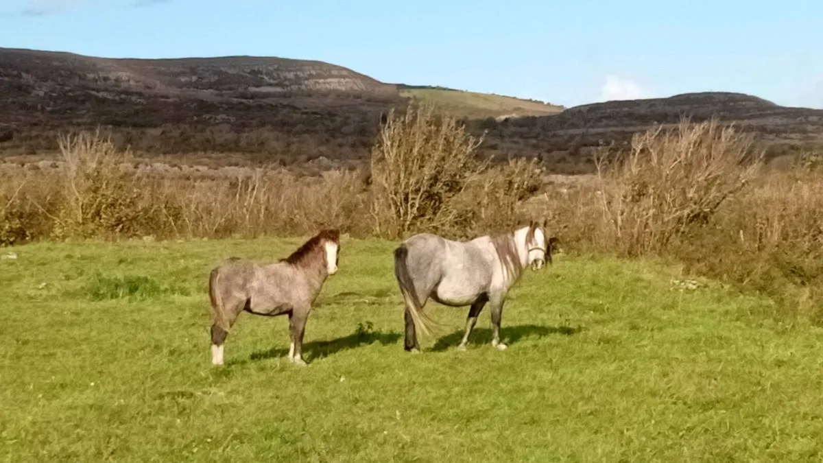 Kerry bog ponys - Image 2