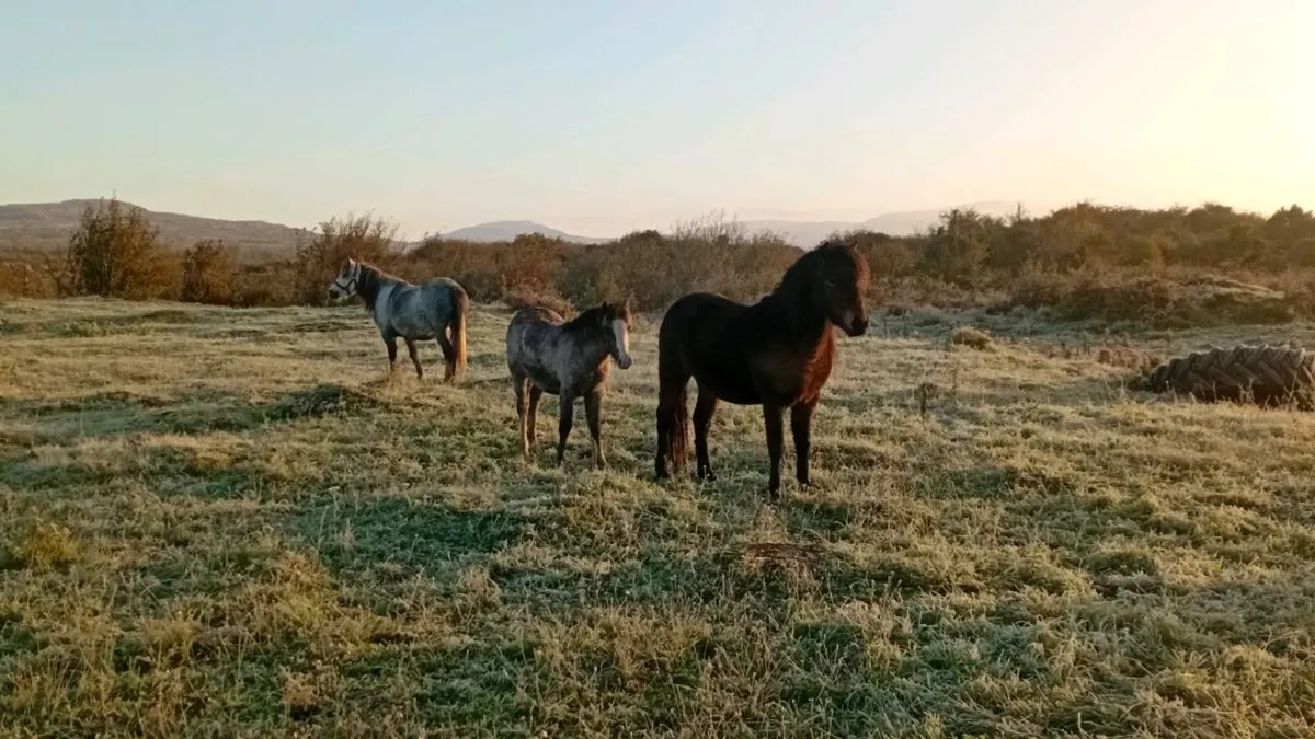 Kerry bog ponys - Image 4