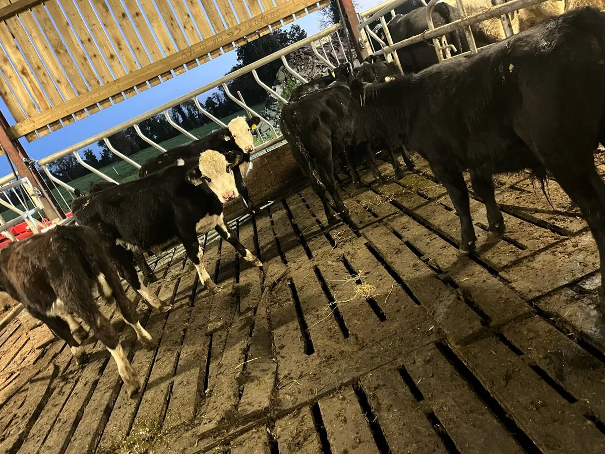 10 Angus & Hereford bull weanings - Image 3