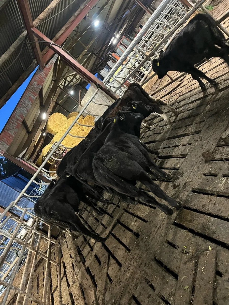 10 Angus & Hereford bull weanings - Image 4