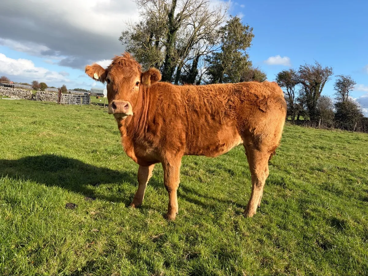 PBR Limousin Heifers - Image 2