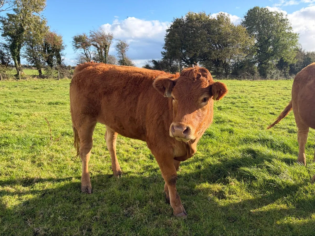 PBR Limousin Heifers - Image 1