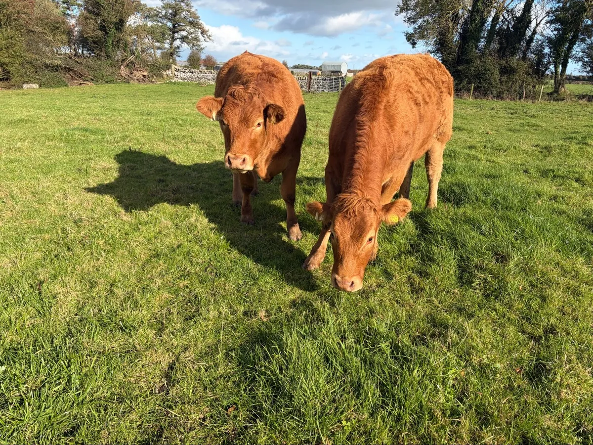 PBR Limousin Heifers - Image 4