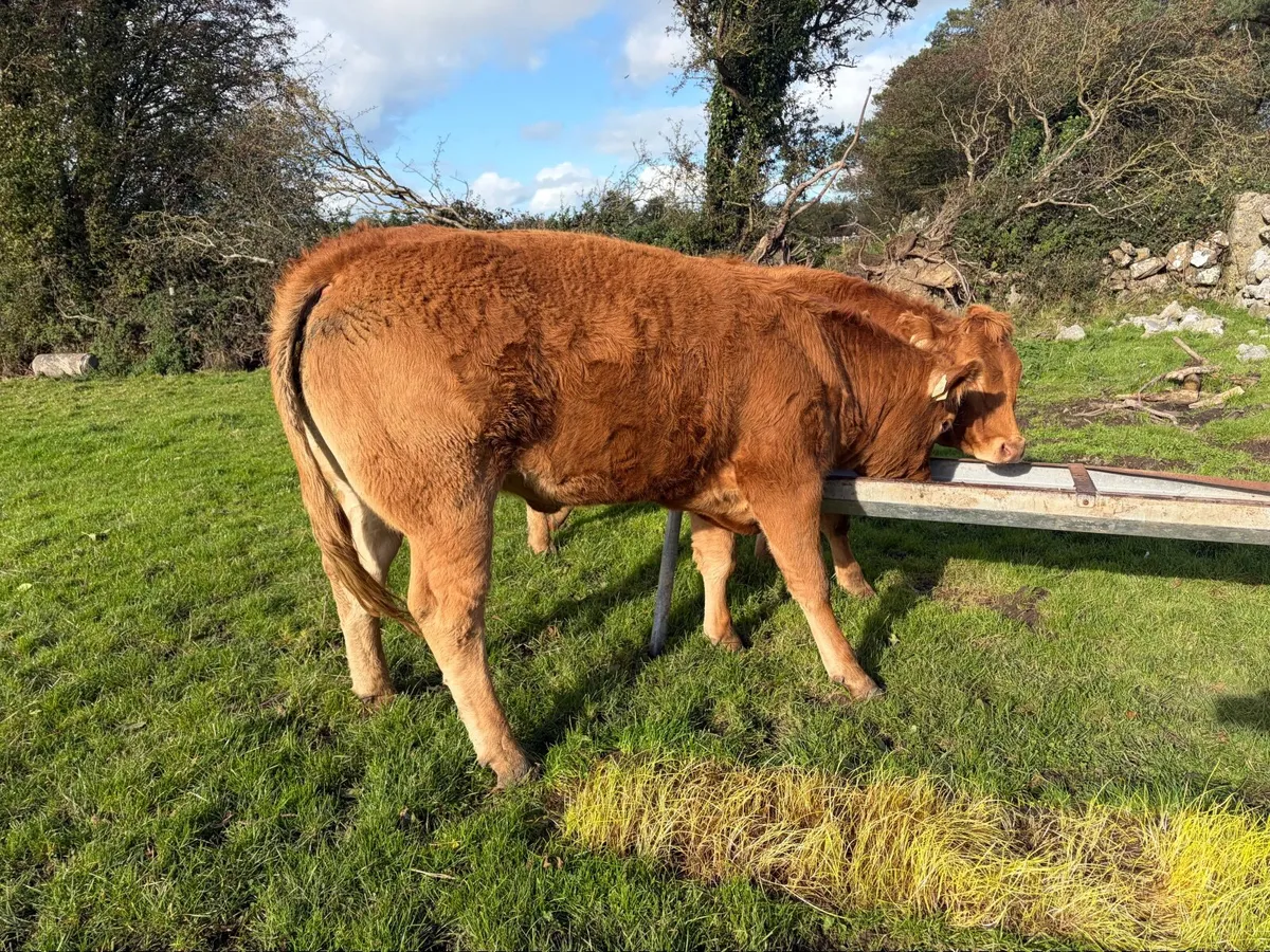 PBR Limousin Heifers - Image 3
