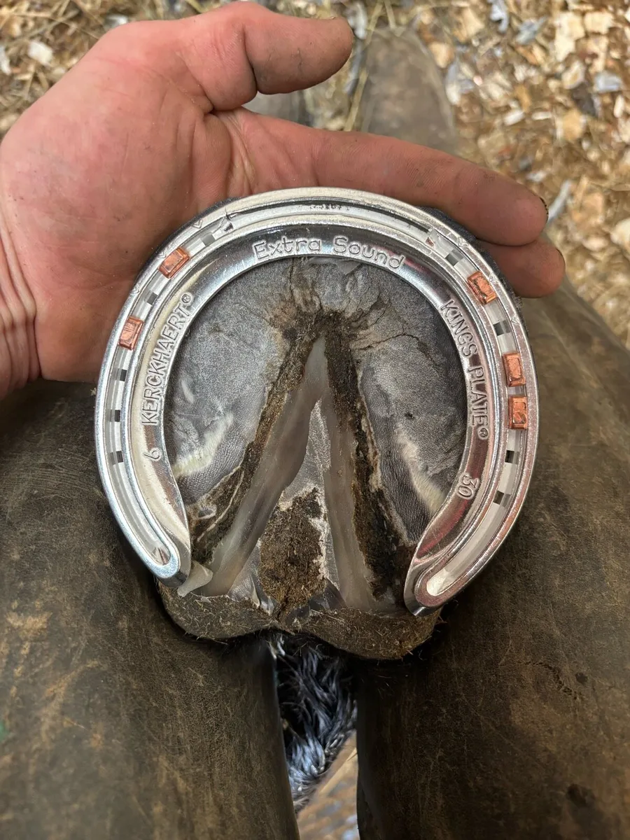 Farrier - Image 4