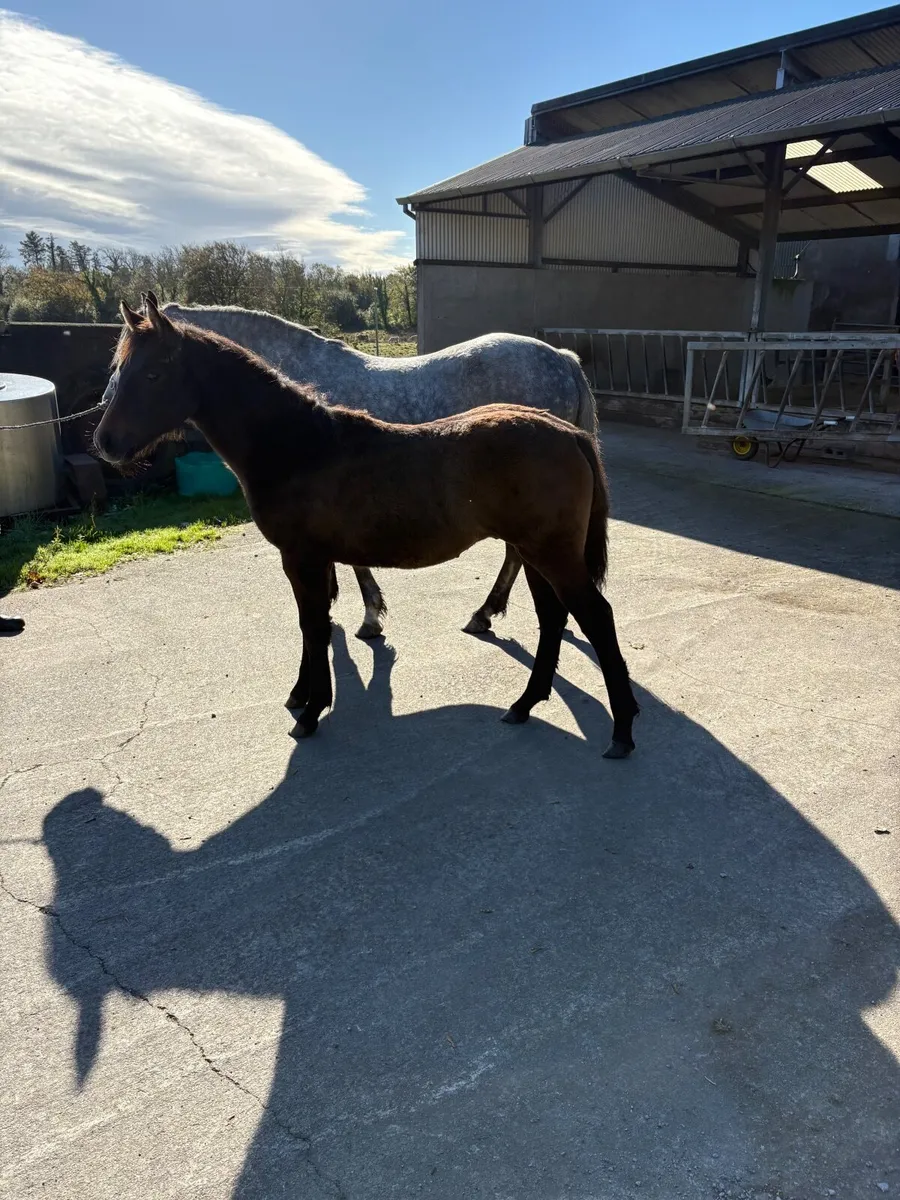 Connemara Colt Foal - Image 4