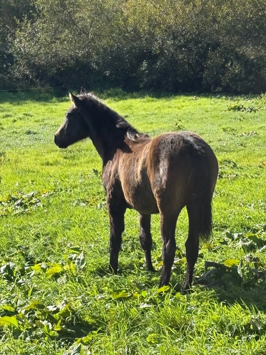 Connemara Colt Foal - Image 3