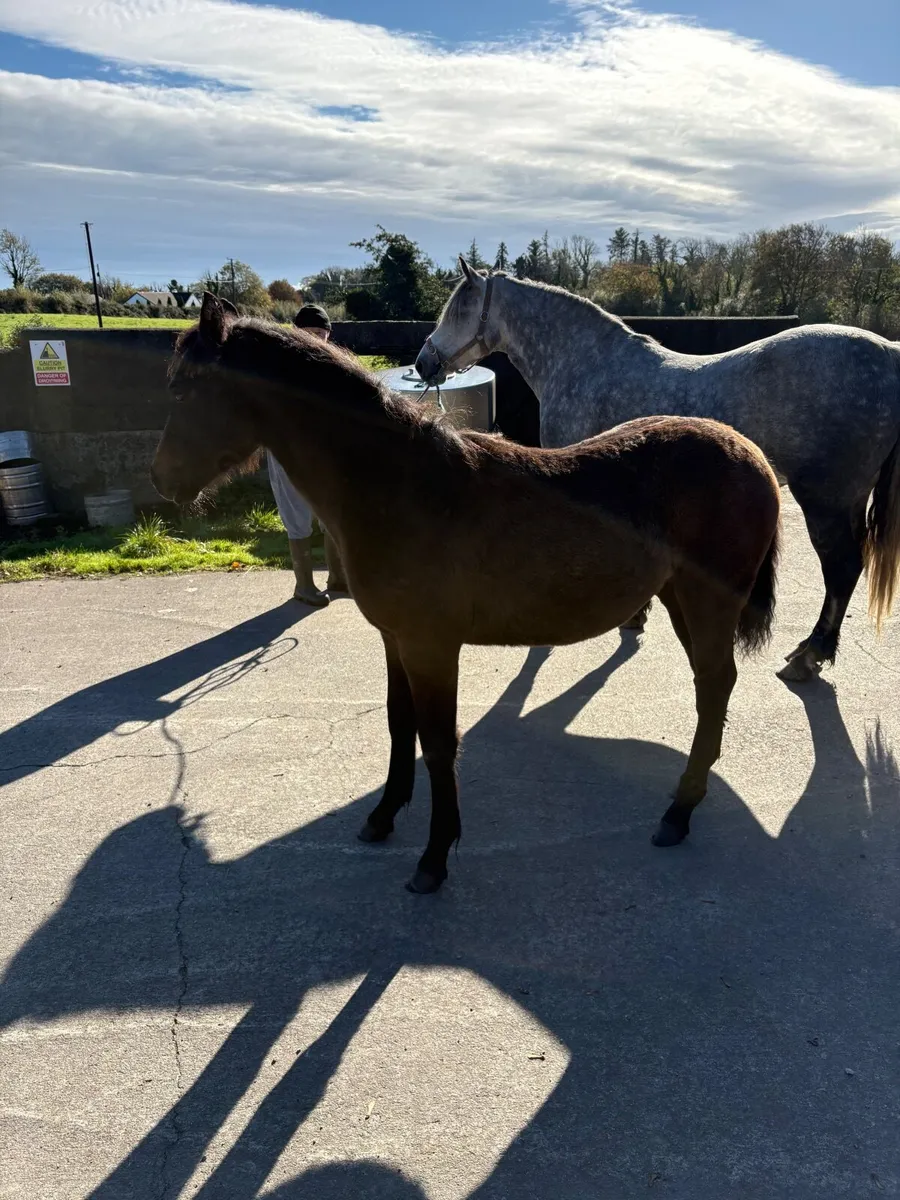 Connemara Colt Foal - Image 2
