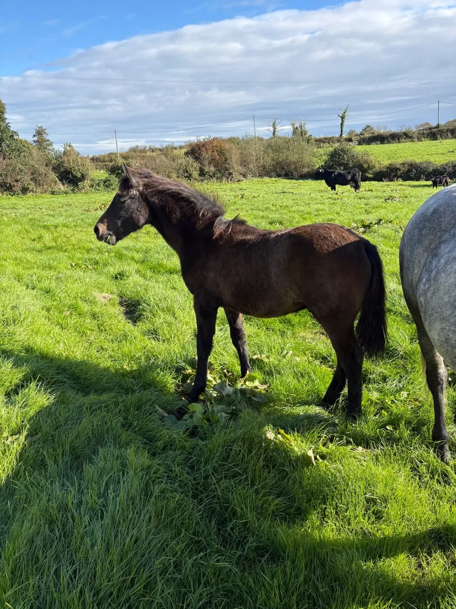 Connemara Colt Foal - Image 1