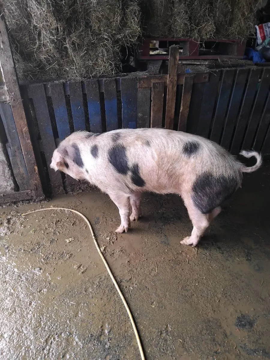 Cull sow - Image 3