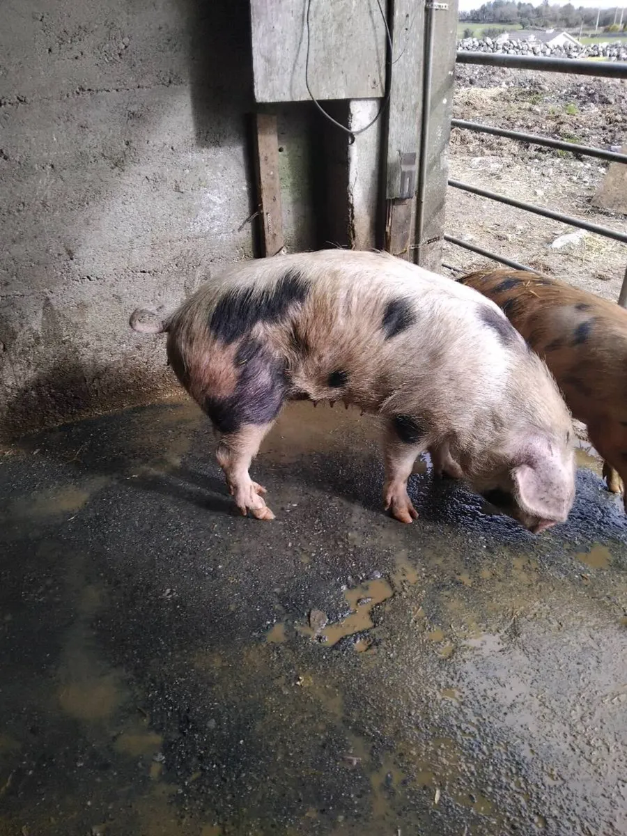Cull sow - Image 1