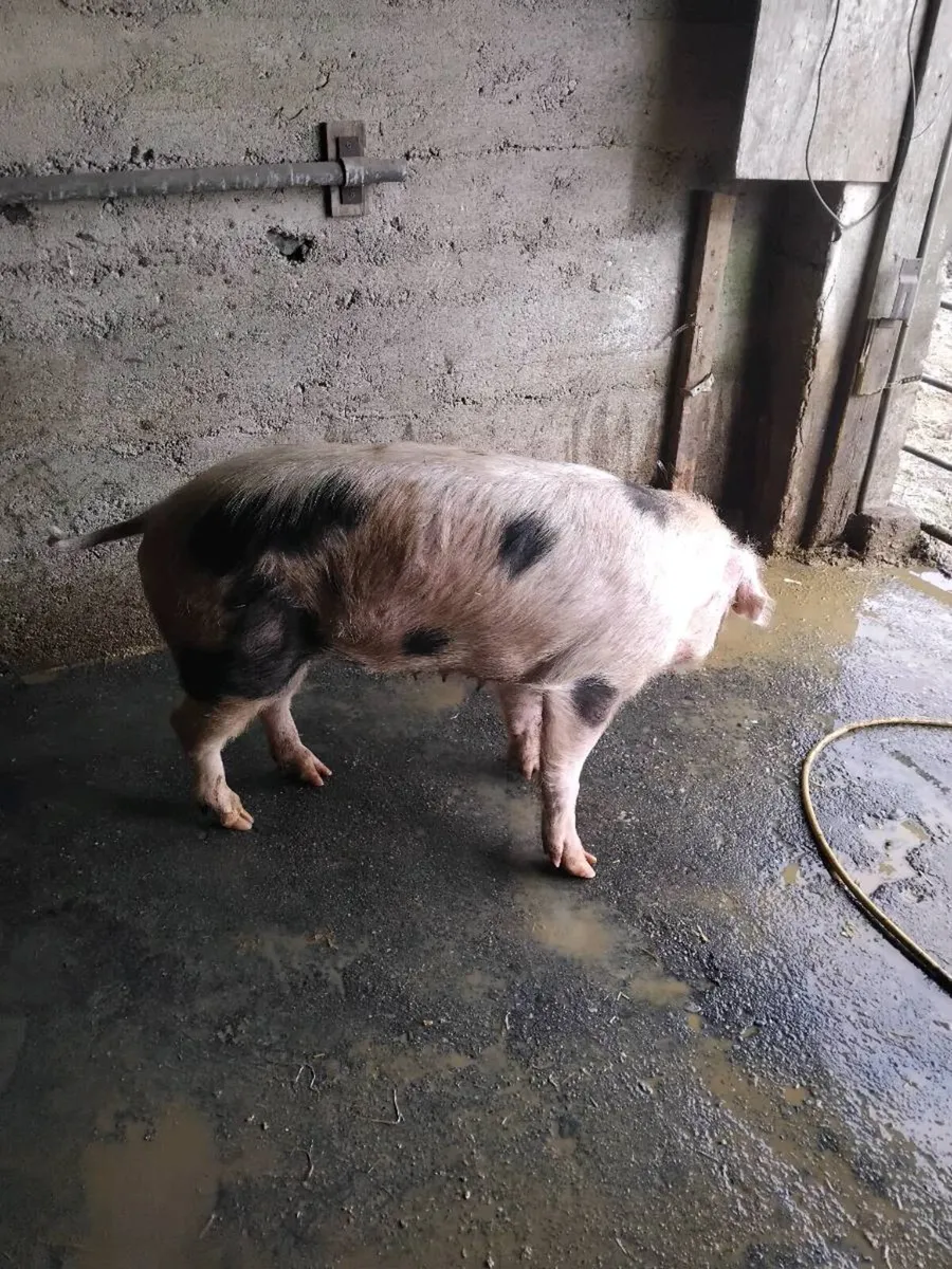 Cull sow - Image 4