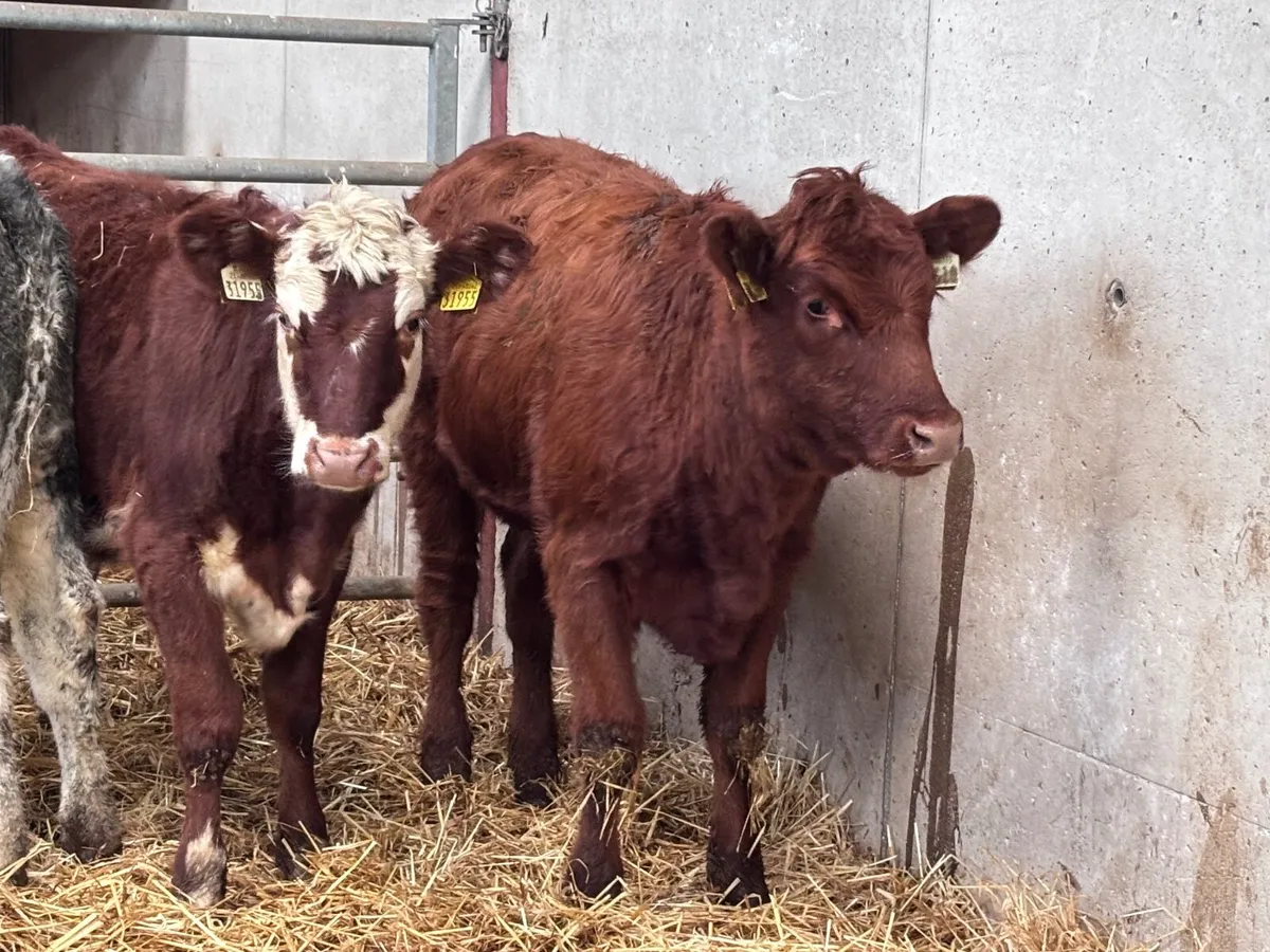9  top quality weanling heifers for sale - Image 1