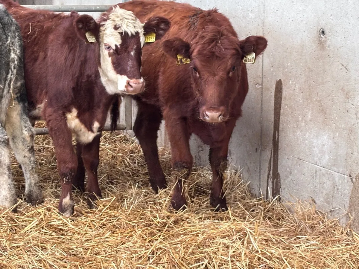 9  top quality weanling heifers for sale - Image 3