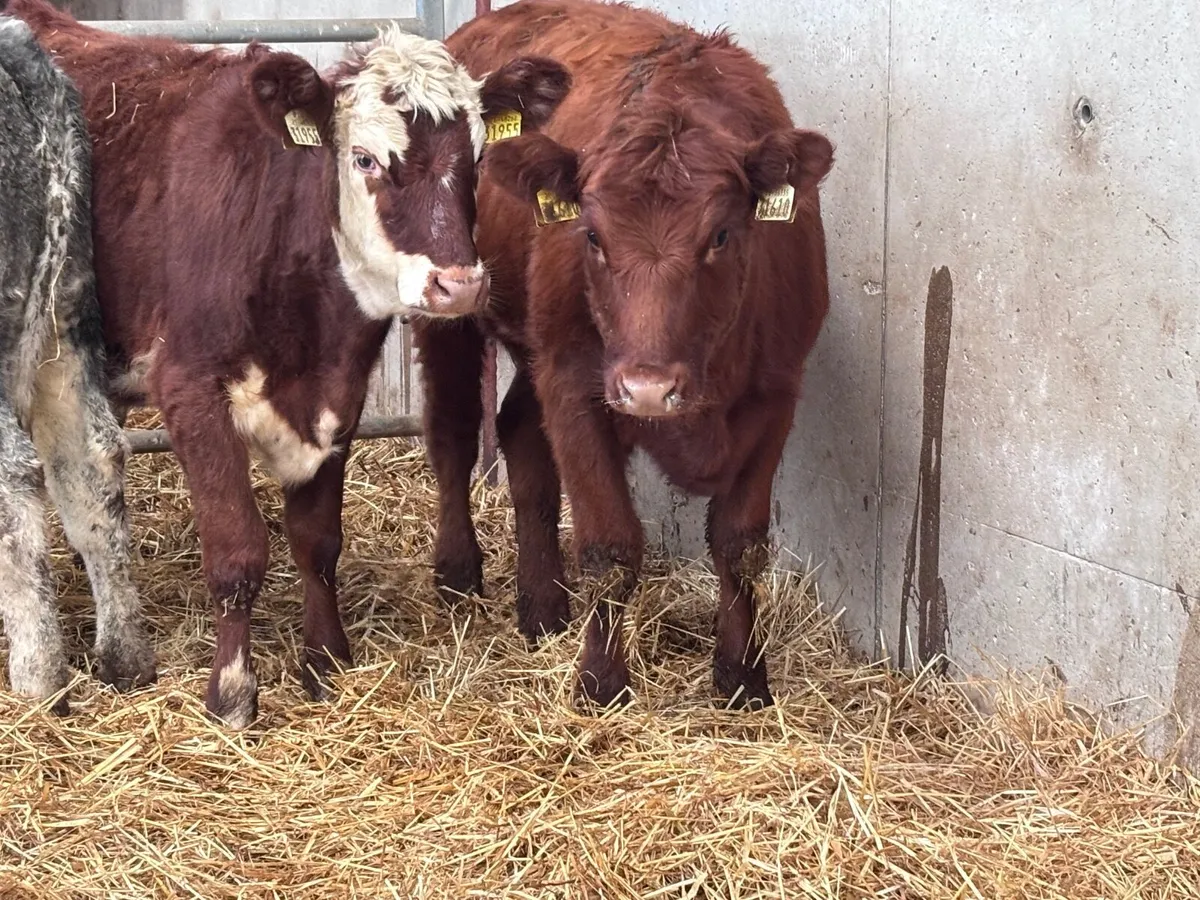 9  top quality weanling heifers for sale - Image 4