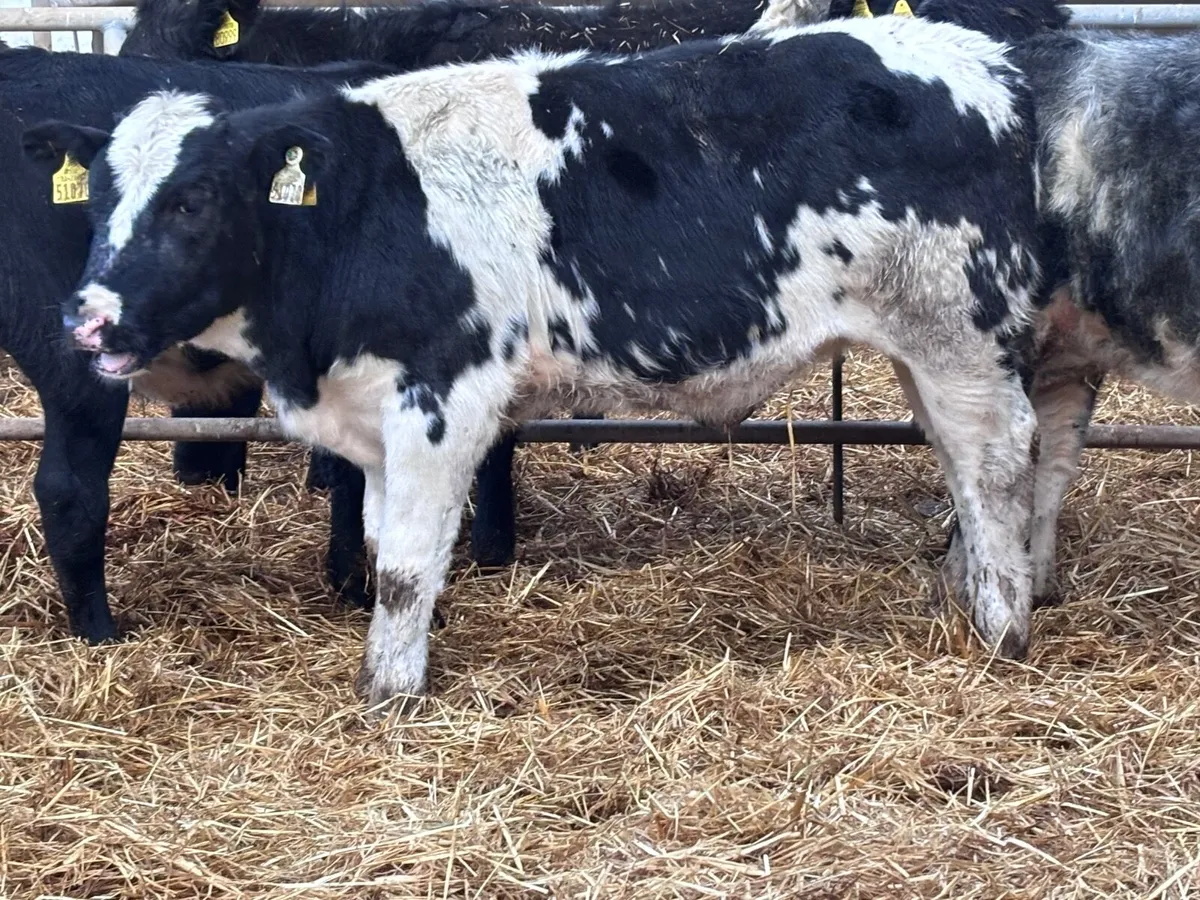 9  top quality weanling heifers for sale - Image 2