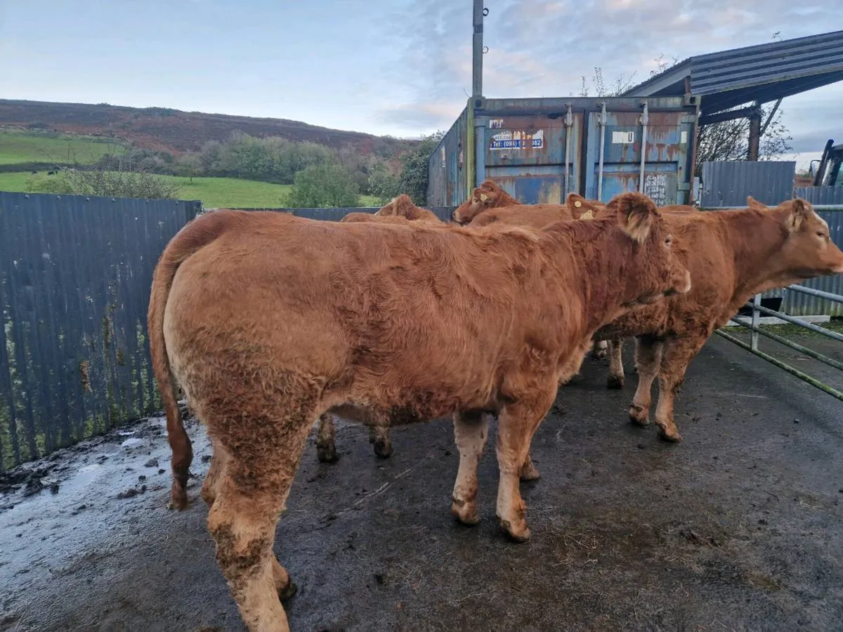 Limousine breeding heifers for sale in Mayo for €123,456 on DoneDeal