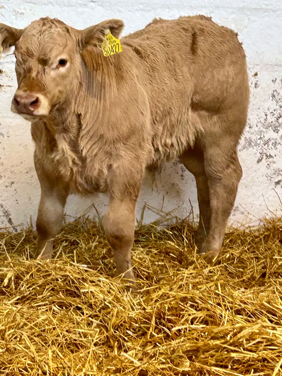 4SUPER E AND U GRADE CONTINENTAL SUCK CALVES - Image 3