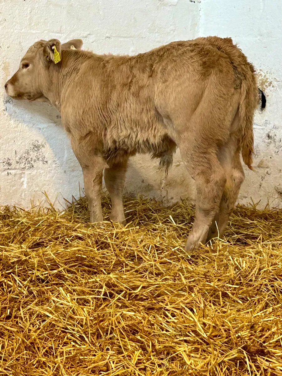 4SUPER E AND U GRADE CONTINENTAL SUCK CALVES - Image 4
