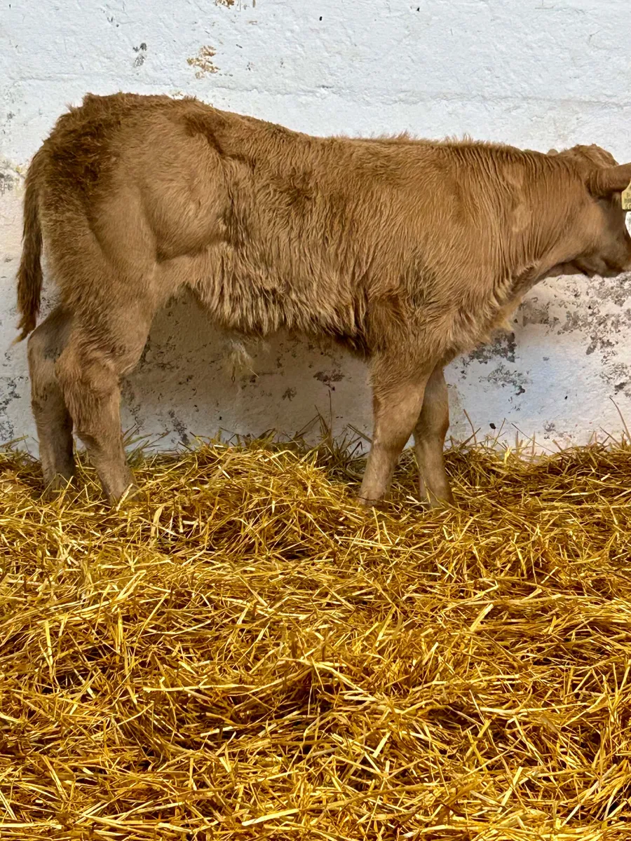 4SUPER E AND U GRADE CONTINENTAL SUCK CALVES - Image 1