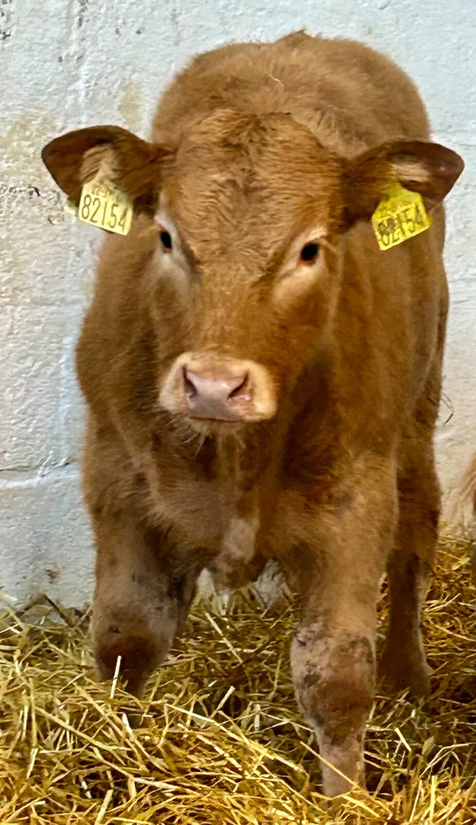 3 SUPER E AND U GRADE CONTINENTAL SUCK CALVES - Image 1