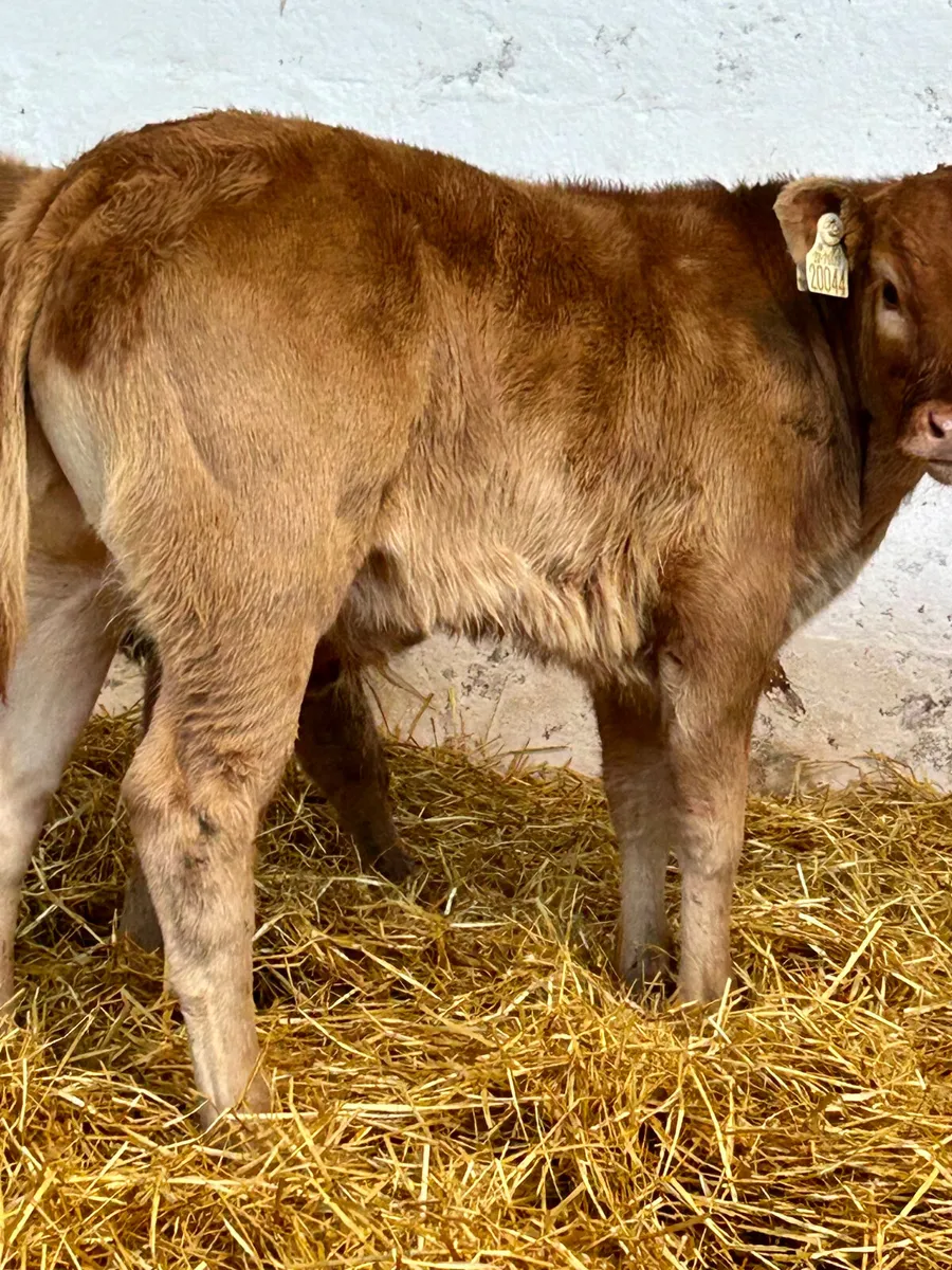 3 SUPER E AND U GRADE CONTINENTAL SUCK CALVES - Image 2