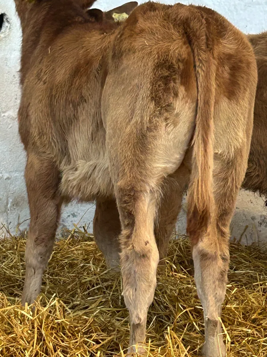 3 SUPER E AND U GRADE CONTINENTAL SUCK CALVES - Image 3