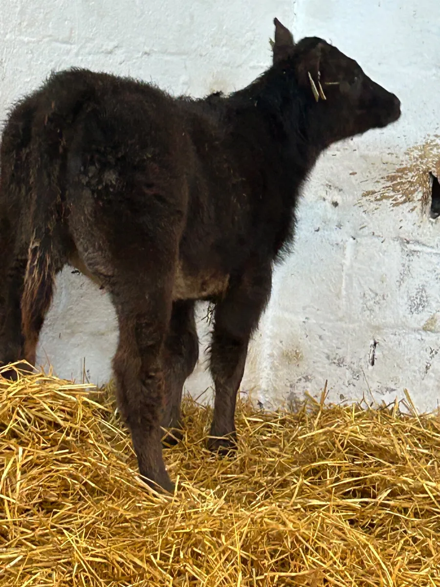 3 SUPER E AND U GRADE CONTINENTAL SUCK CALVES - Image 4