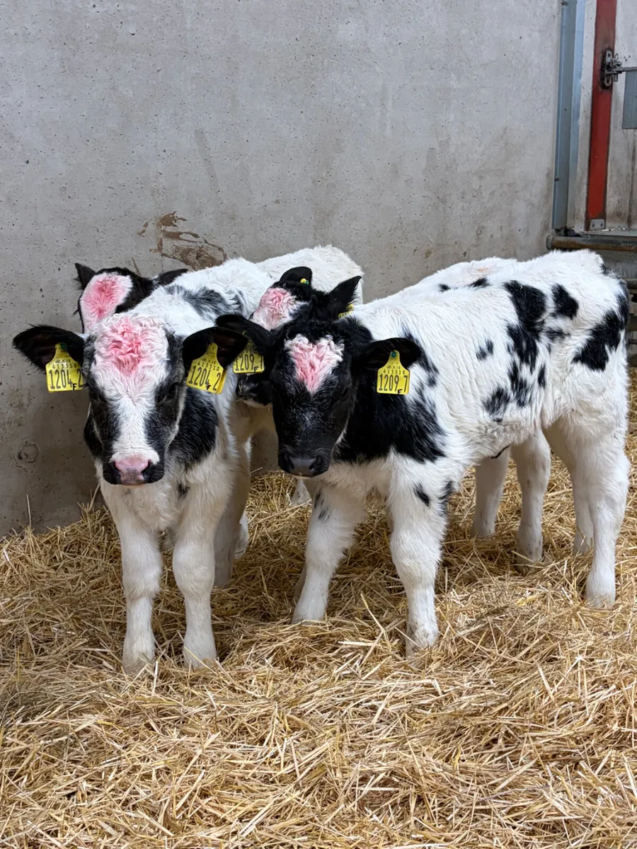 6 Belgian Blue Heifer Calves - Image 4