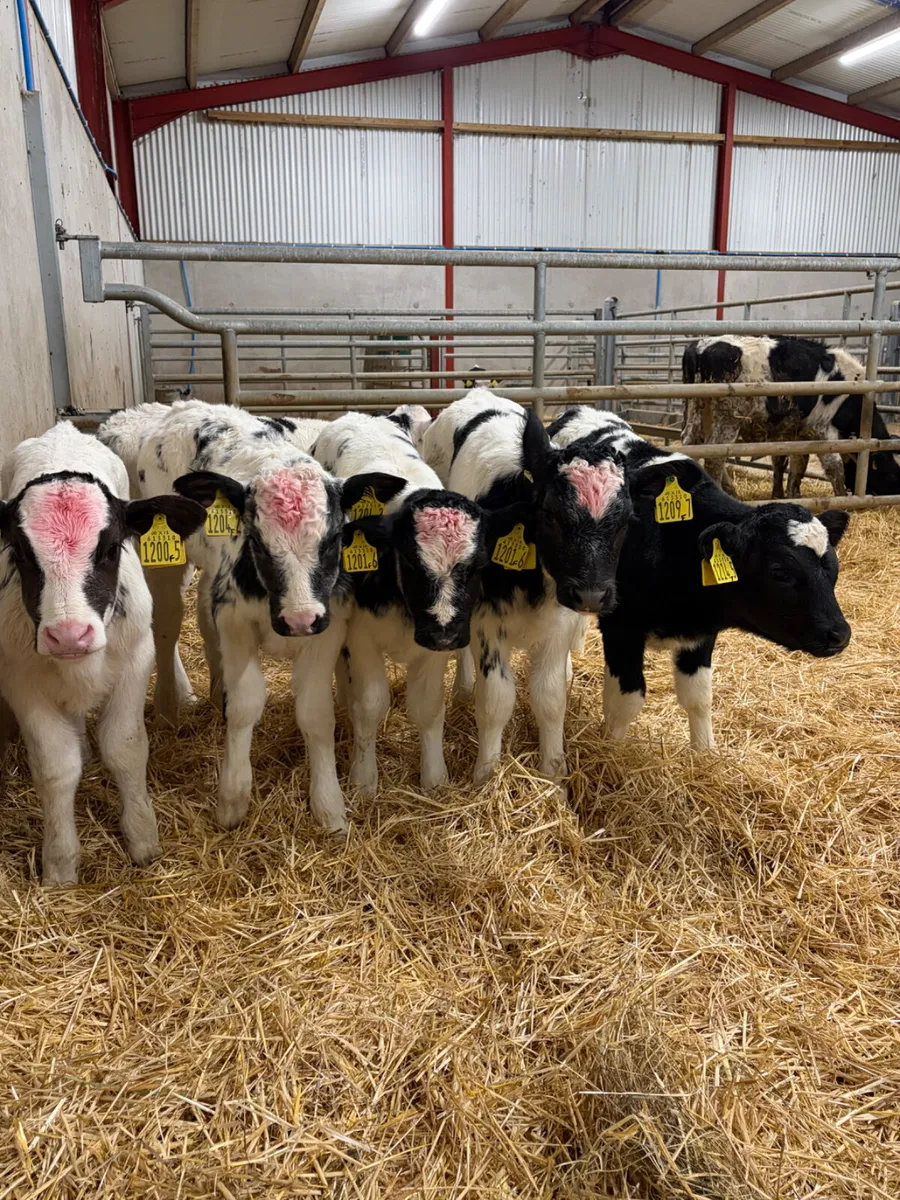 6 Belgian Blue Heifer Calves - Image 3