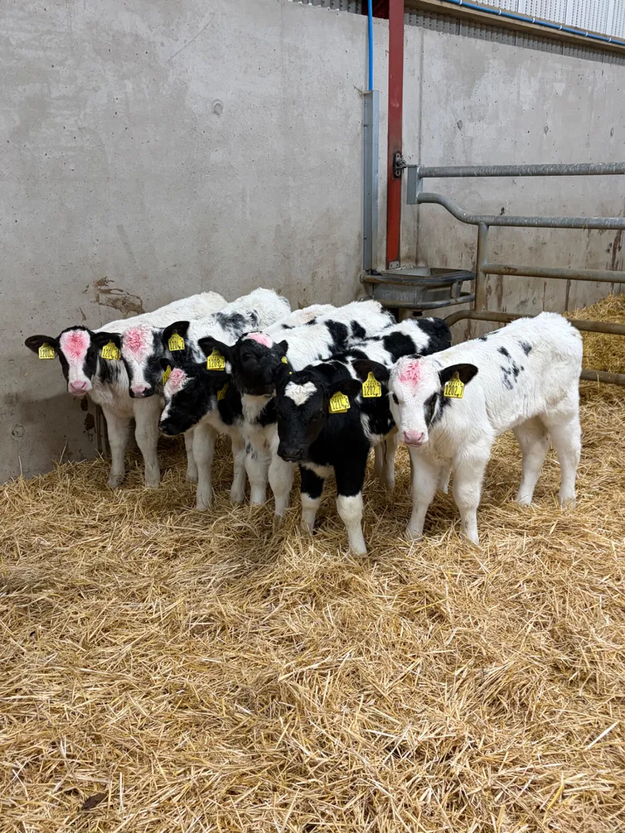 6 Belgian Blue Heifer Calves - Image 1