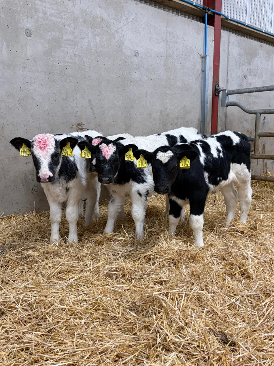 6 Belgian Blue Heifer Calves - Image 2