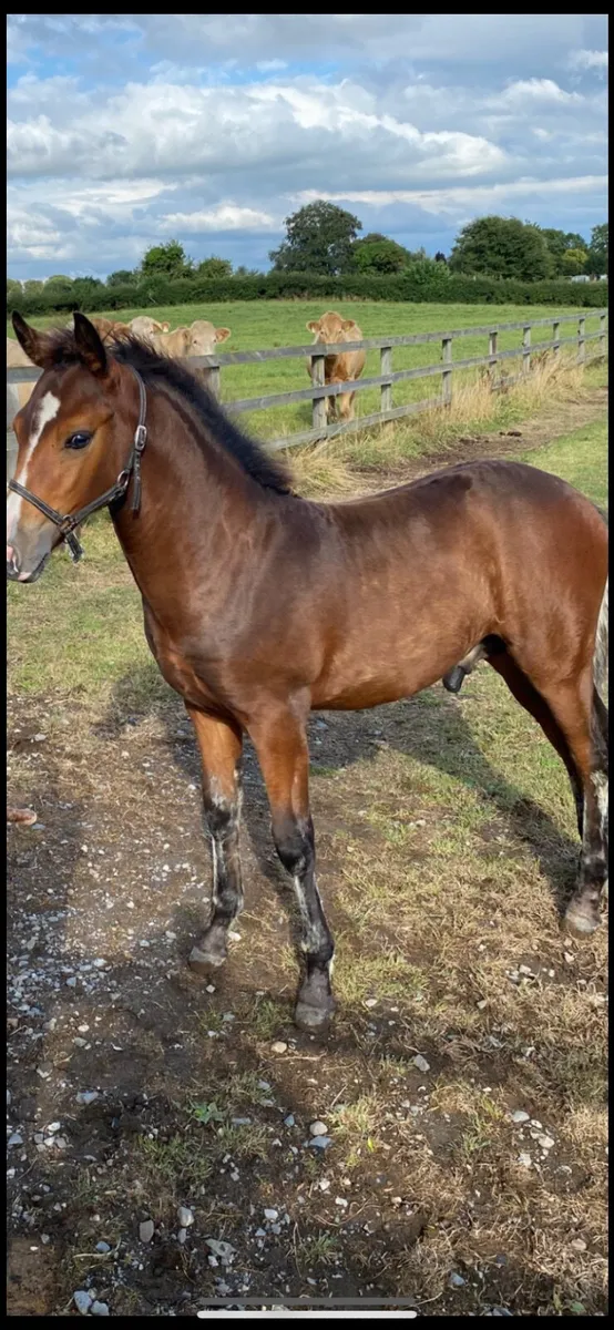 Connemara pony foal - Image 1