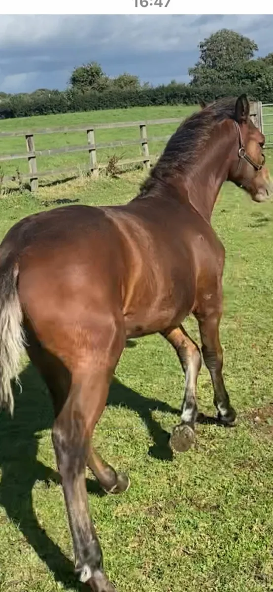 Connemara pony foal - Image 2