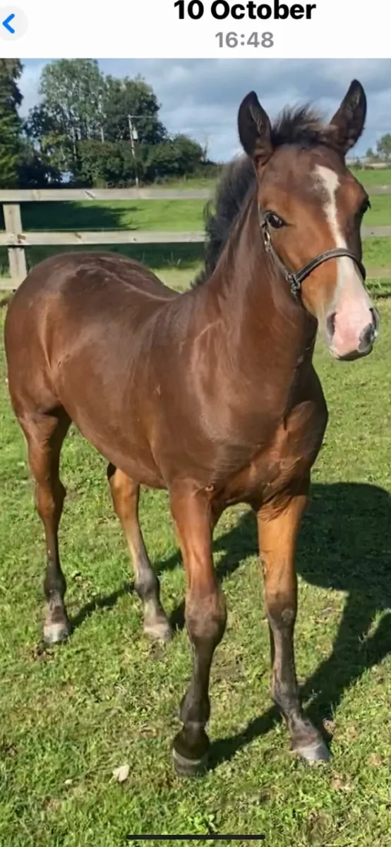 Connemara pony foal - Image 3