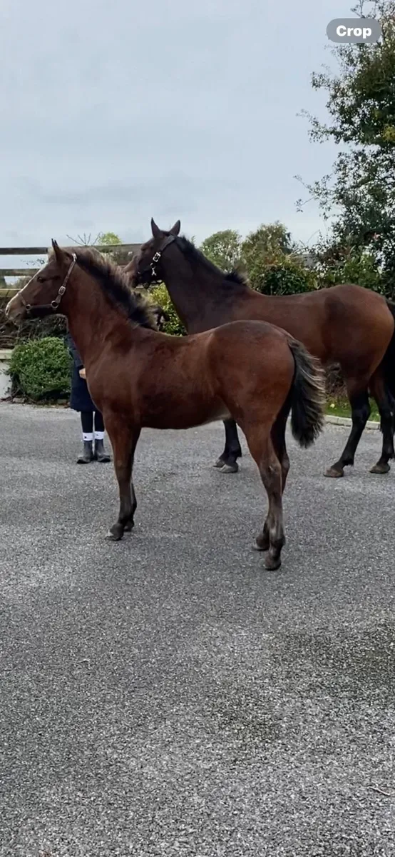 Connemara pony foal - Image 4