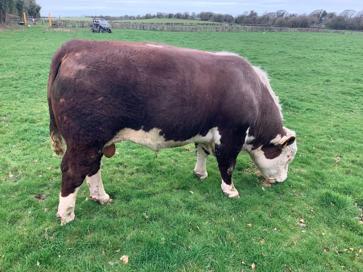 Pedigree Hereford Bulls - Image 1