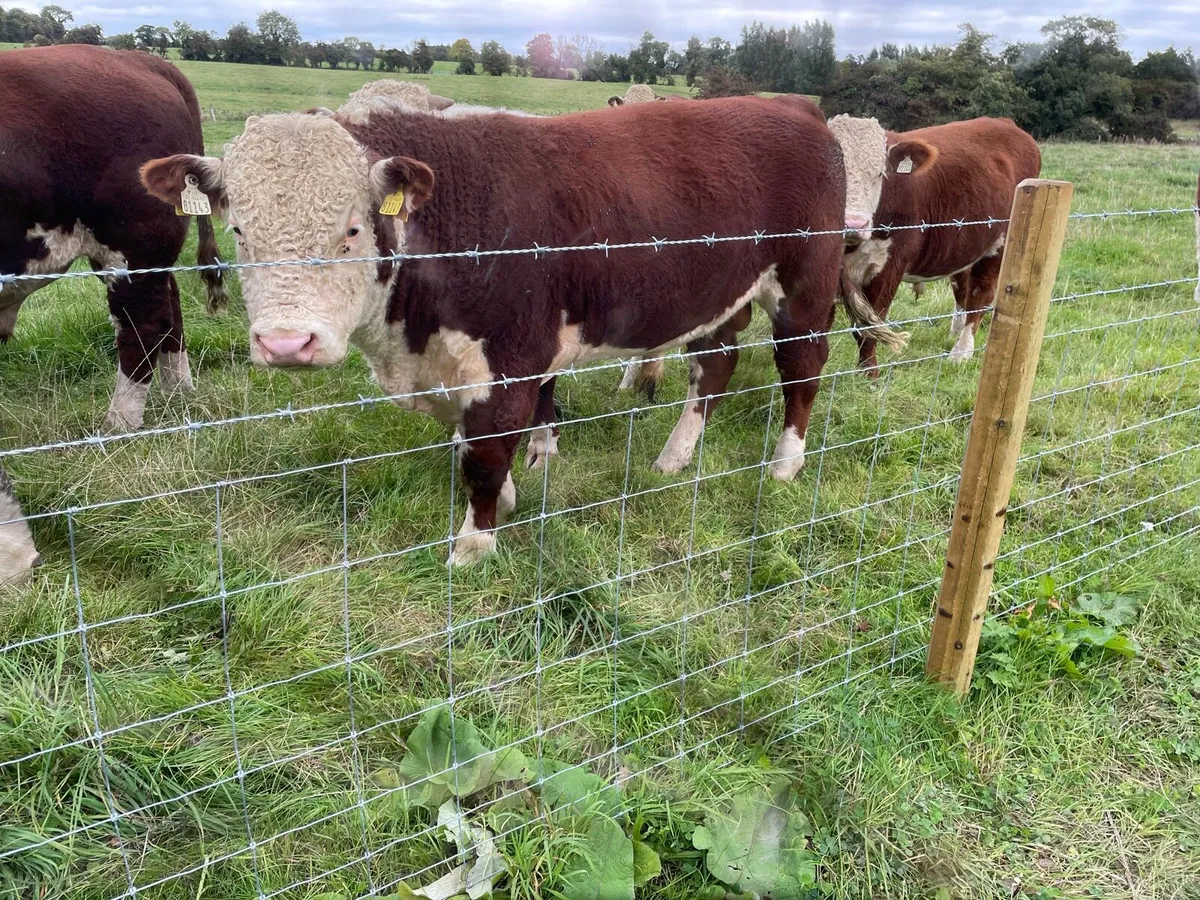 Pedigree Hereford Bulls - Image 2