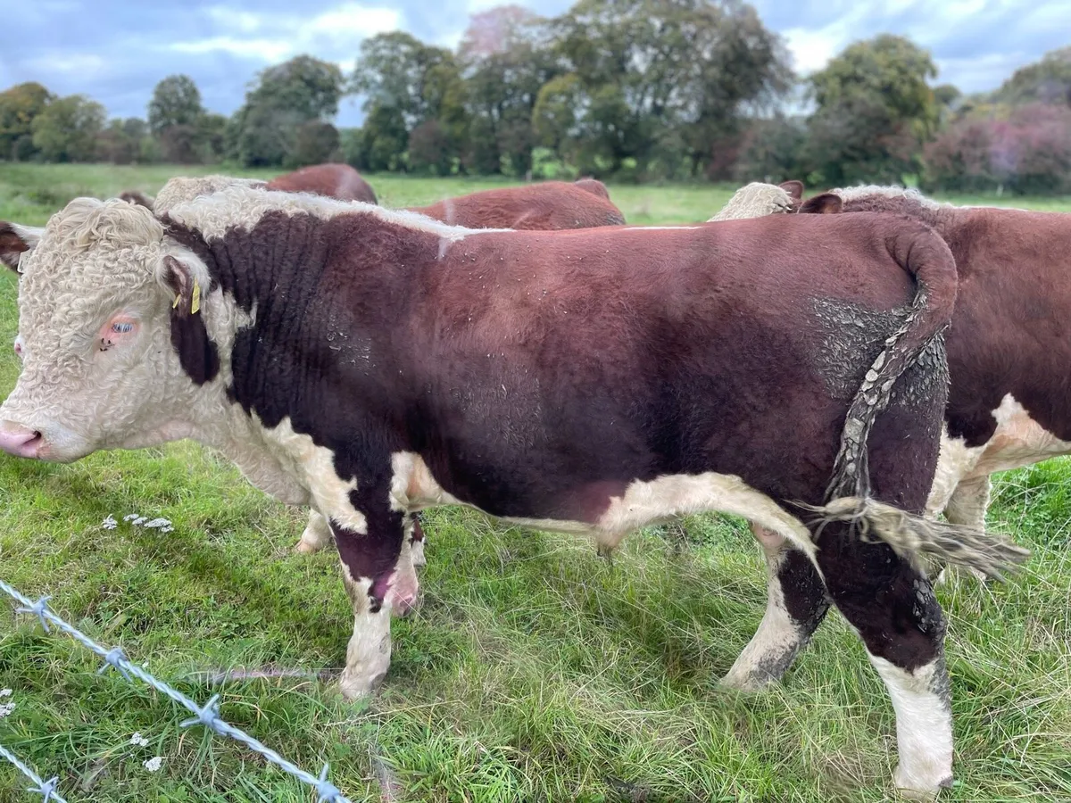 Pedigree Hereford Bulls - Image 4