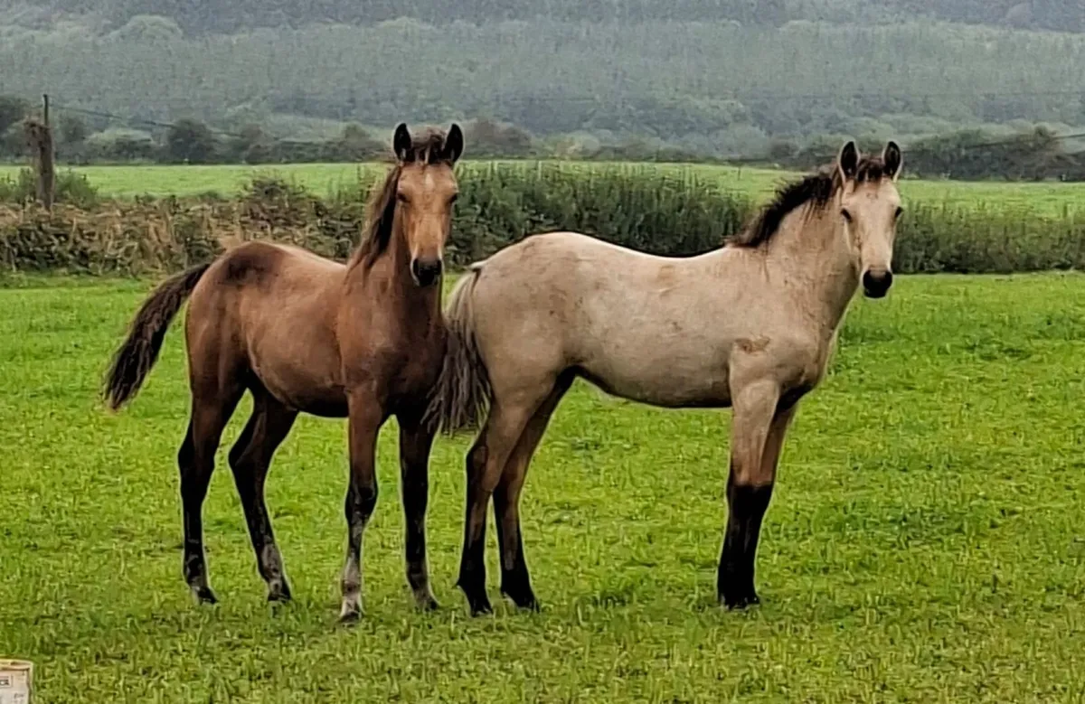 Registered Connemara foals - Image 1