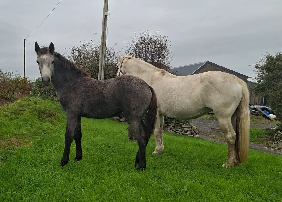 Registered Connemara foals - Image 4