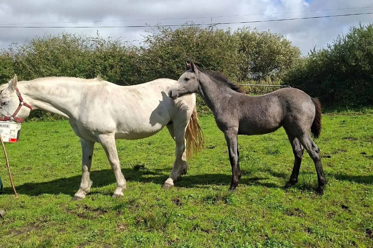 Registered Connemara foals - Image 2