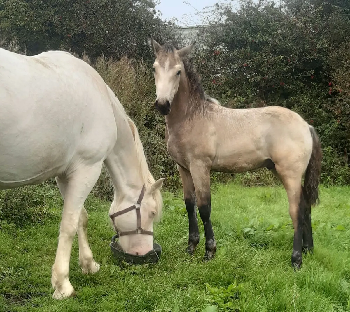 Registered Connemara foals - Image 3