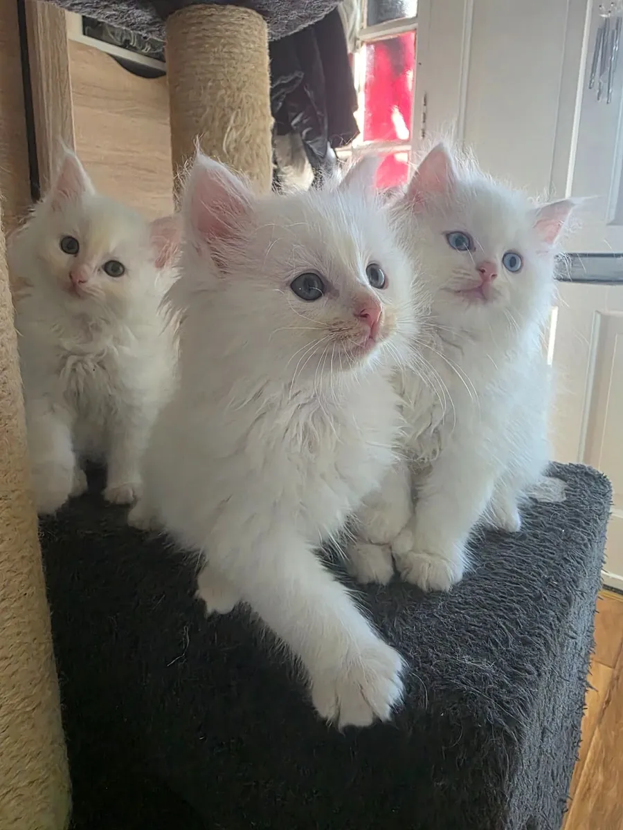 Kittens - Image 3