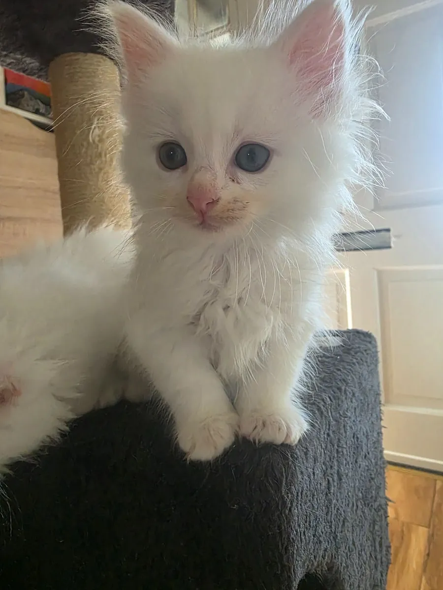 Kittens - Image 1