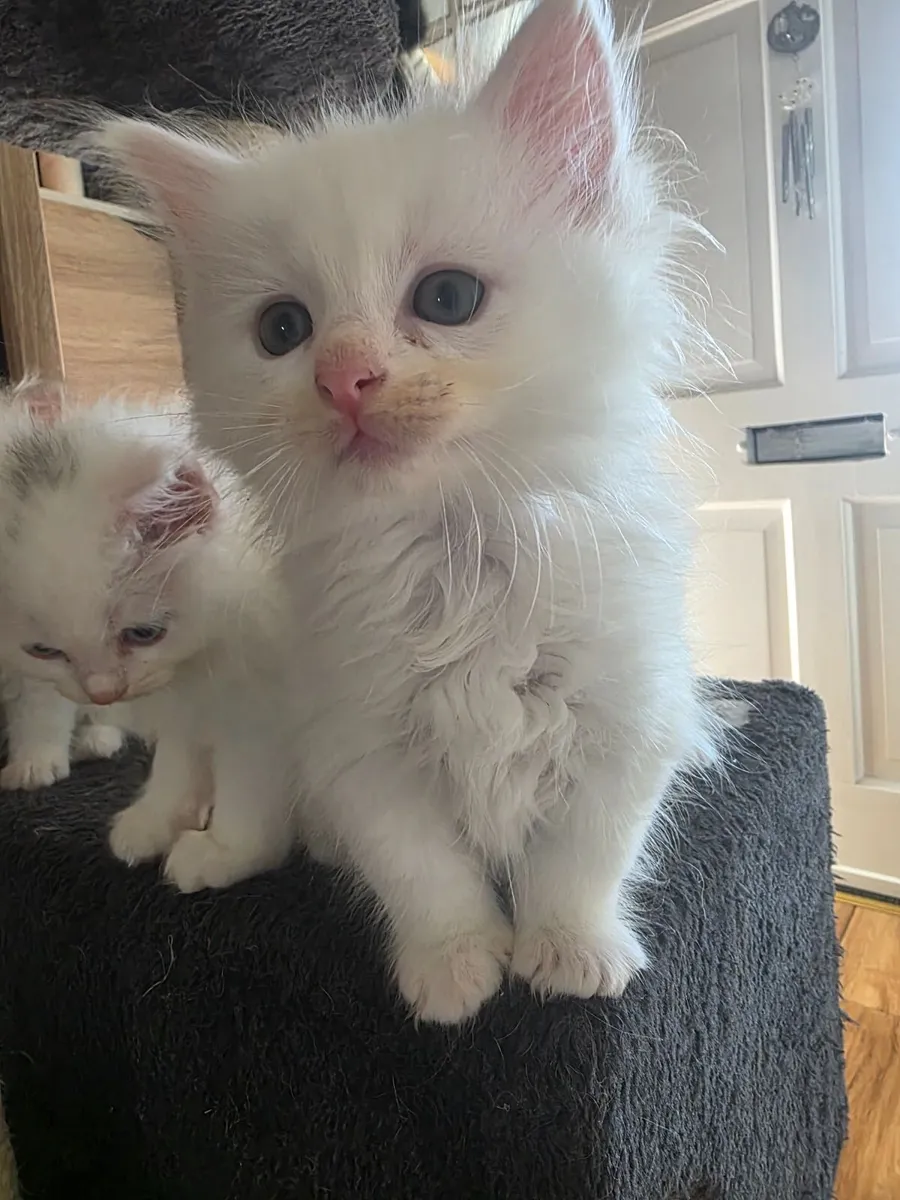 Kittens - Image 2