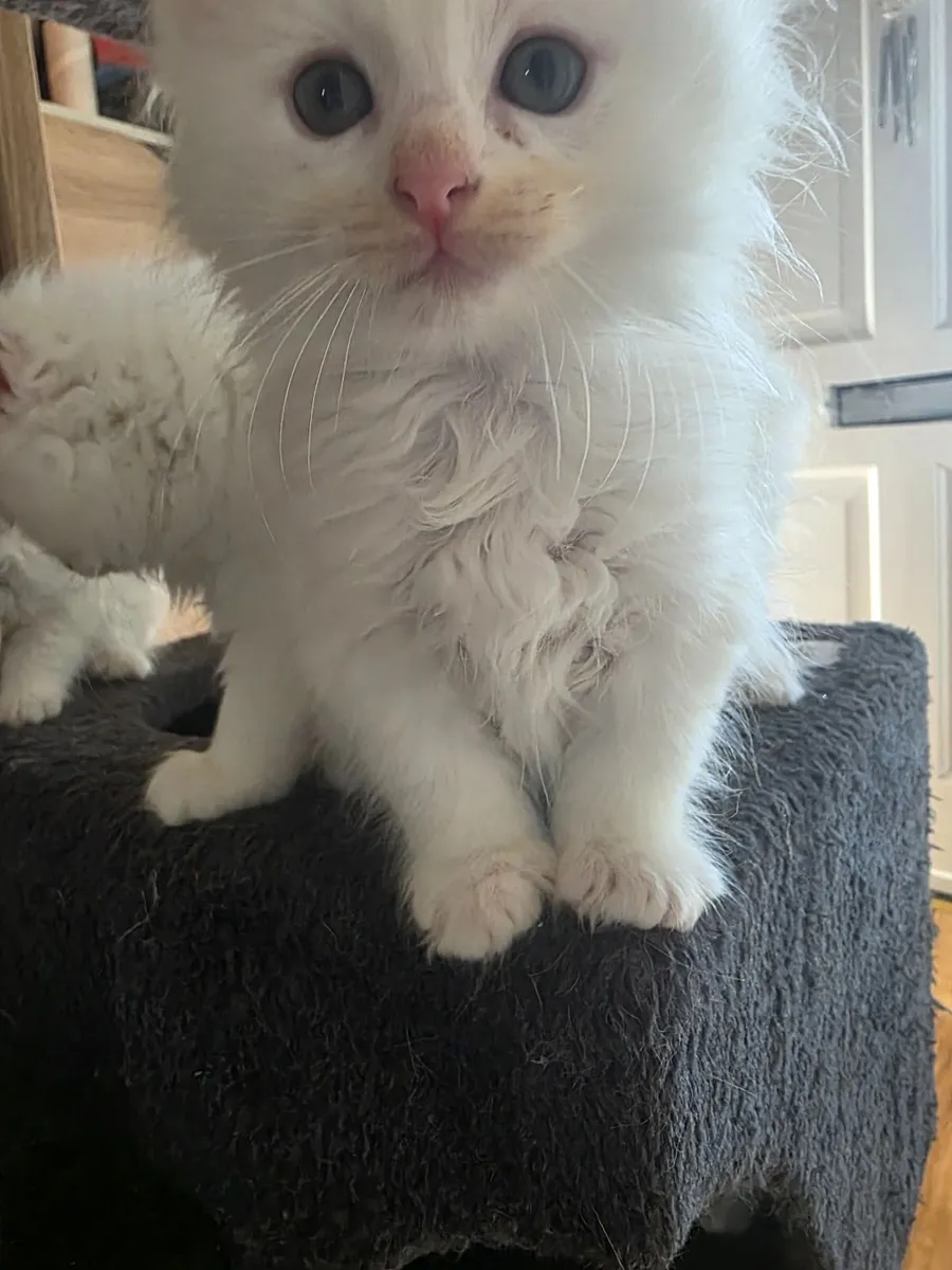 Kittens - Image 4