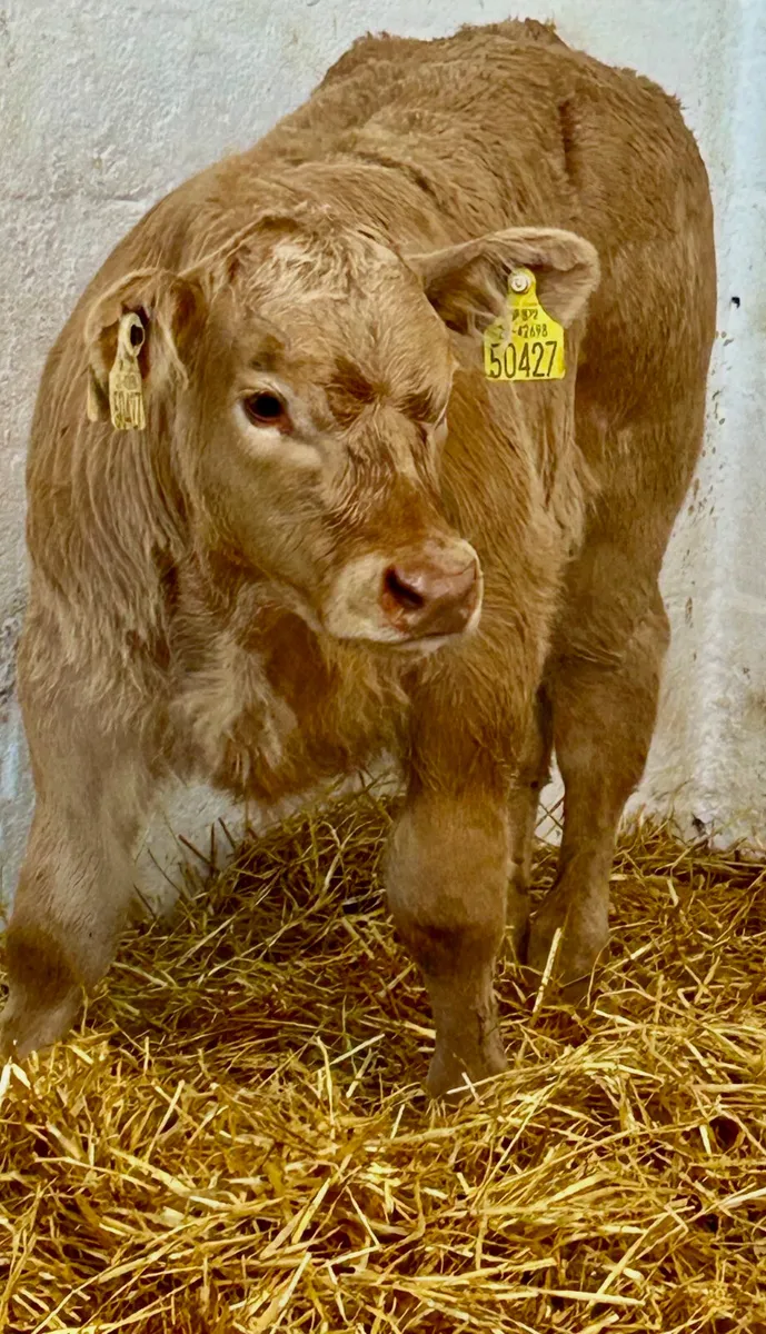 4SUPER E AND U GRADE CONTINENTAL SUCK CALVES - Image 2