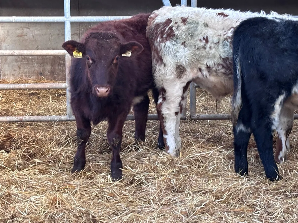 3 smashing suckler bred shorthorn bull Weanlings f - Image 4