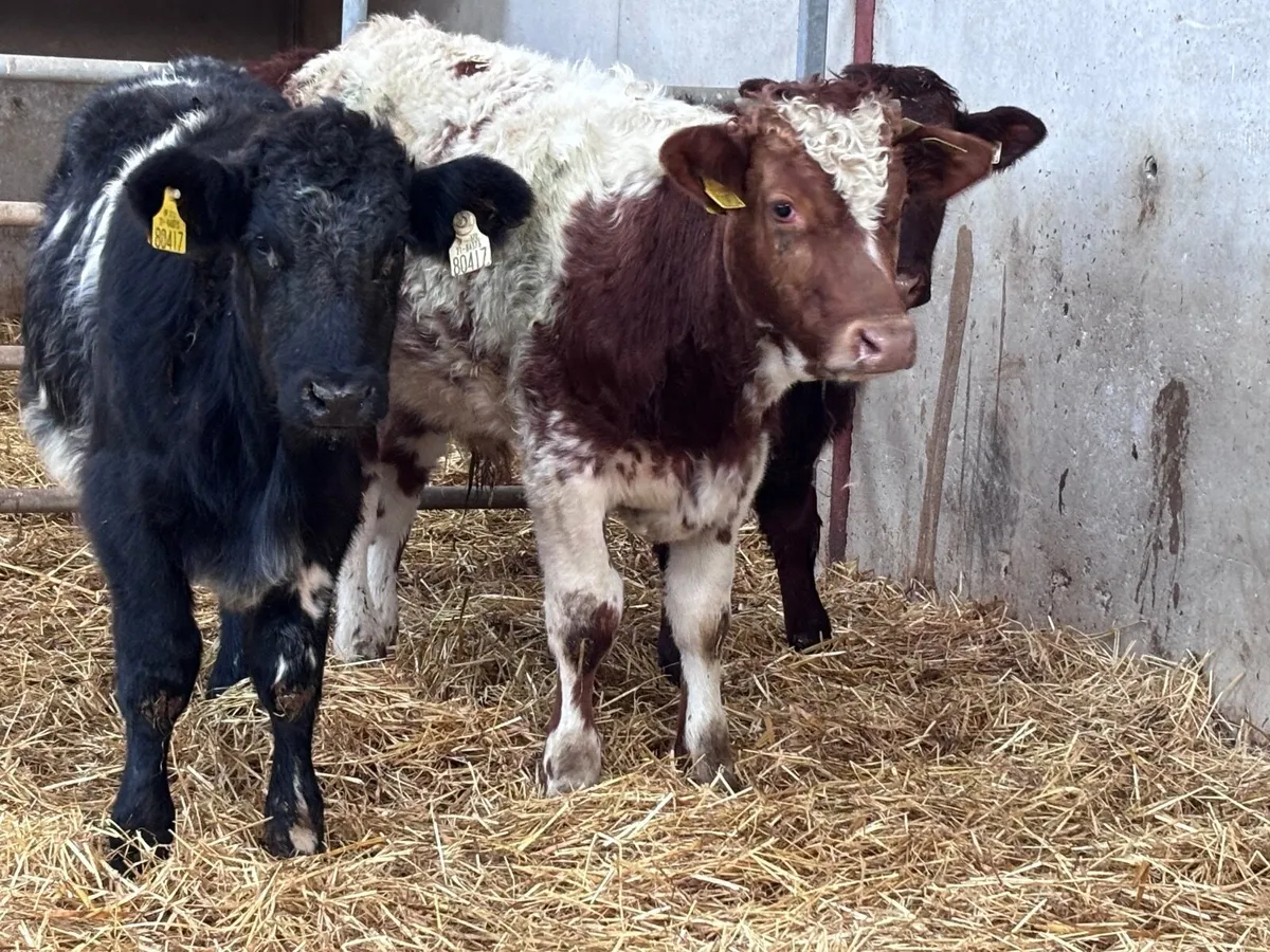 3 smashing suckler bred shorthorn bull Weanlings f - Image 2